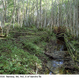 Ormosia (Ormosia) affinis : habitat