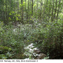 Ormosia (Ormosia) affinis : habitat