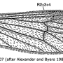 Ormosia (Ormosia) affinis : wing