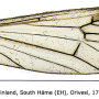 Ormosia (Ormosia) affinis : wing