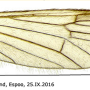 Ormosia (Ormosia) hederae : wing