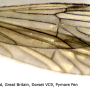 Ormosia (Ormosia) hederae : wing