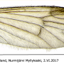 Ormosia (Ormosia) lineata : wing