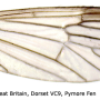 Ormosia (Ormosia) nodulosa : wing