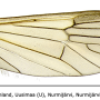 Ormosia (Ormosia) nodulosa : wing