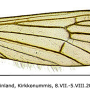 Ormosia (Ormosia) pseudosimilis : wing