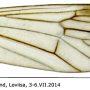 Ormosia (Ormosia) ruficauda : wing