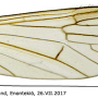 Ormosia (Ormosia) staegeriana : wing