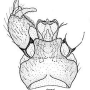 Ormosia (Gonomyiella) yankovskyi : hypopygium Ormosia (Gonomyiella) yankovskyi : hypopygium