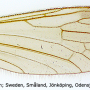 Paradelphomyia fuscula : wing