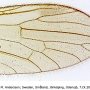 Paradelphomyia fuscula : wing