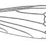 Paradelphomyia nielseni : wing