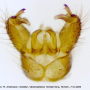 Paradelphomyia senilis : hypopygium