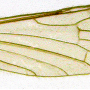 Paradelphomyia senilis : wing