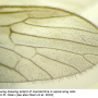 Paradelphomyia senilis : wing