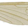 Paradelphomyia senilis : wing
