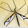 Pedicia (Pedicia) albivitta : habitus - female