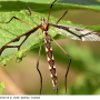 Pedicia (Pedicia) albivitta : habitus - female