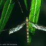 Pedicia (Pedicia) albivitta : habitus - male