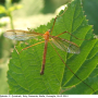 Pedicia (Crunobia) littoralis : habitus - male