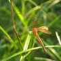 Pedicia (Crunobia) littoralis : habitus - male
