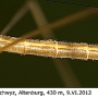 Pedicia (Crunobia) littoralis : habitus - male