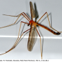 Pedicia (Crunobia) littoralis : habitus - male