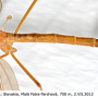 Pedicia (Crunobia) littoralis : habitus - male