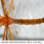 Pedicia (Crunobia) littoralis : habitus - male