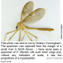 Pedicia (Crunobia) littoralis : habitus - male