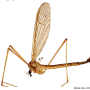Pedicia (Crunobia) littoralis : habitus - male