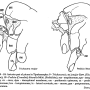 Pedicia (Crunobia) littoralis : body part(s) - thorax