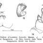 Pedicia (Crunobia) littoralis : hypopygium