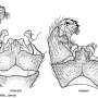 Pedicia (Crunobia) littoralis : hypopygium