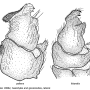 Pedicia (Crunobia) littoralis : hypopygium
