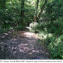 Pedicia (Crunobia) littoralis : habitat