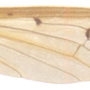 Pedicia (Crunobia) littoralis : wing