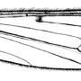 Pedicia (Crunobia) littoralis : wing