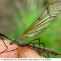 Pedicia (Amalopis) occulta : habitus - female