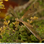 Pedicia (Amalopis) occulta : habitus - female