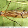 Pedicia (Amalopis) occulta : habitus - female