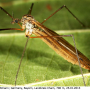 Pedicia (Amalopis) occulta : habitus - female