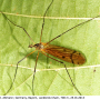 Pedicia (Amalopis) occulta : habitus - female