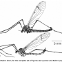 Pedicia (Amalopis) occulta : habitus - male