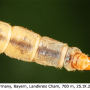 Pedicia (Amalopis) occulta : body part(s) - abdomen