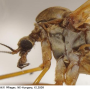Pedicia (Amalopis) occulta : body part(s) - head and thorax