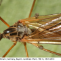 Pedicia (Amalopis) occulta : body part(s) - head and thorax