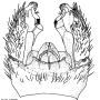 Pedicia (Amalopis) occulta : hypopygium