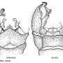 Pedicia (Amalopis) occulta : hypopygium