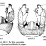 Pedicia (Amalopis) occulta : hypopygium